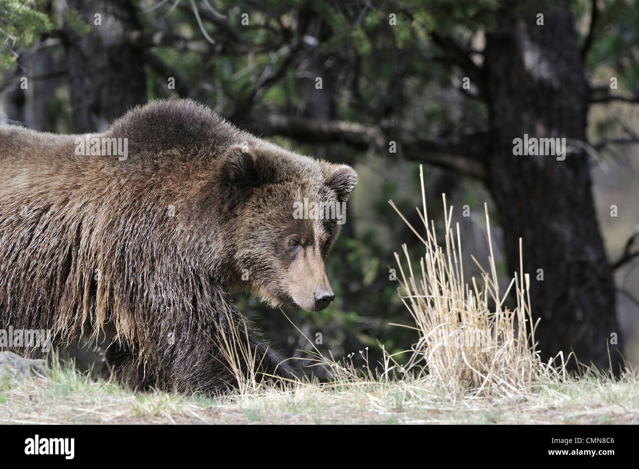 USA, Wyoming, Grizzly Bear, Yellowstone National Park Stock Photo Alamy