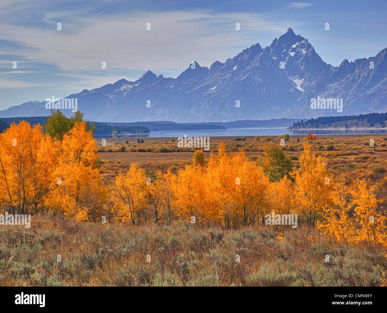 Willow trees grand teton national park hires stock photography and