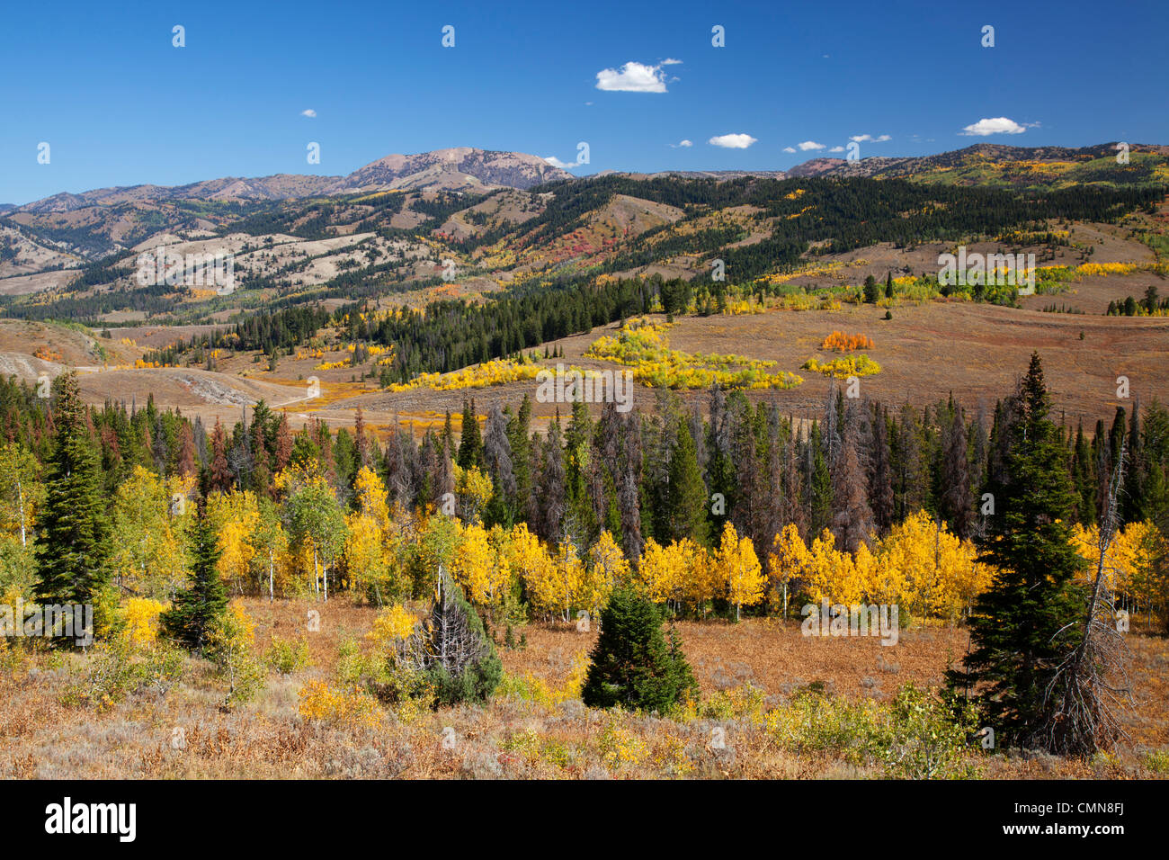 WY, Bridger-Teton National Forest, view from highway 89 overlook Stock