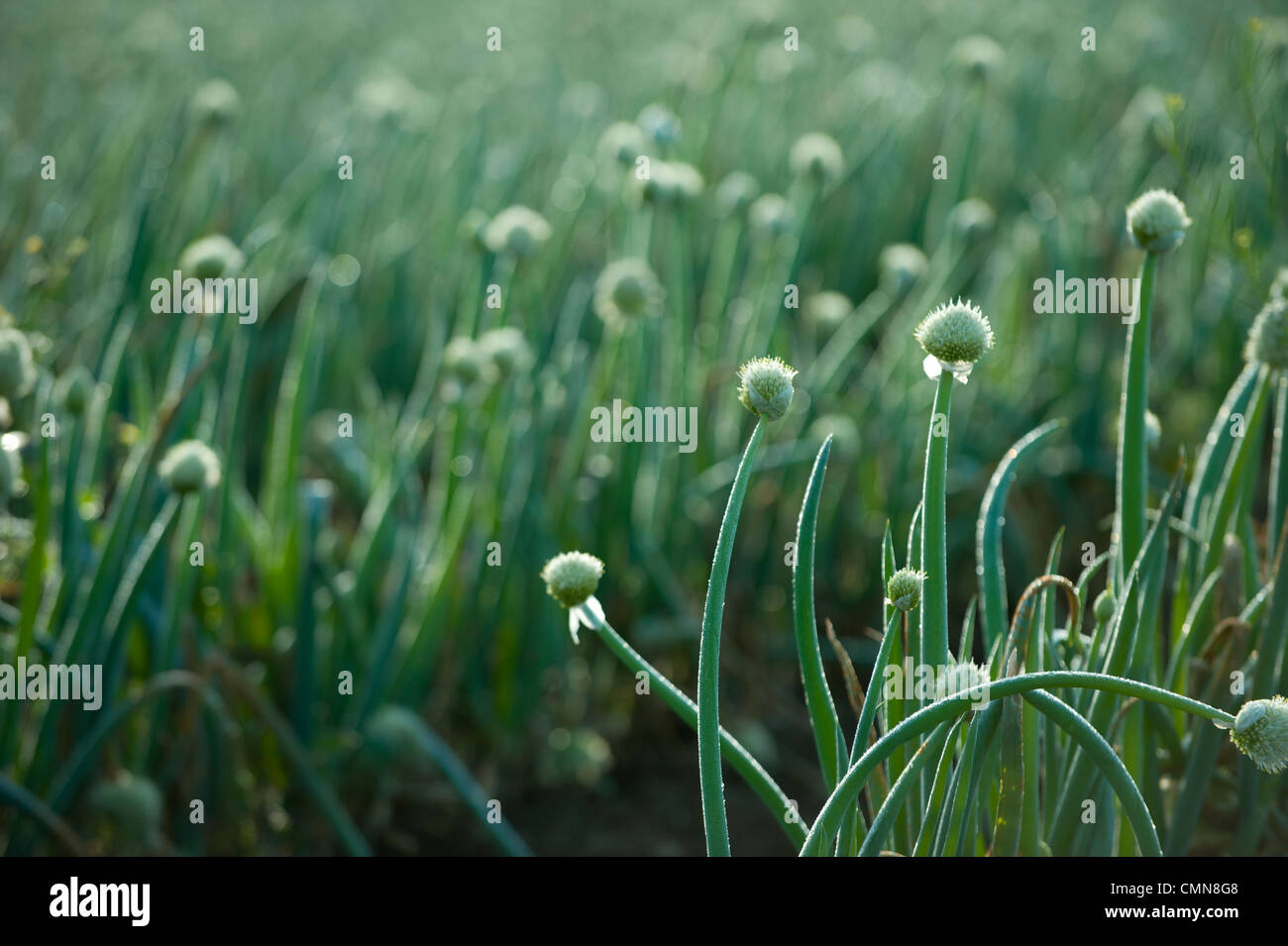Onions growing in field Stock Photo