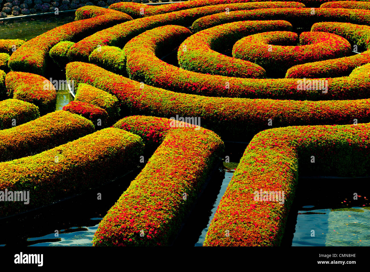 Maze-shaped hedges in formal garden Stock Photo