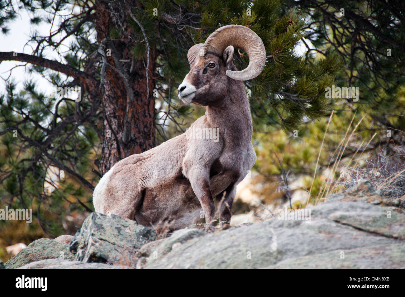 Rocky Mountain Bighorn Sheep Stock Photo - Alamy