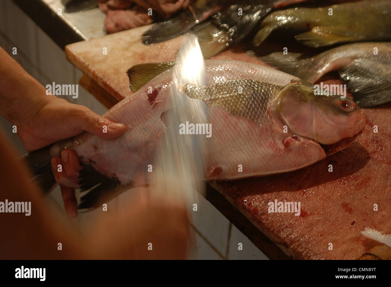 Matrixã Brazilian fish hi-res stock photography and images - Alamy