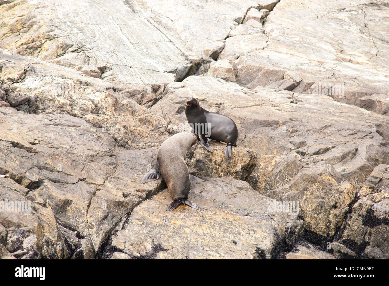 Seals Pembrokeshire Coast Wales Stock Photo