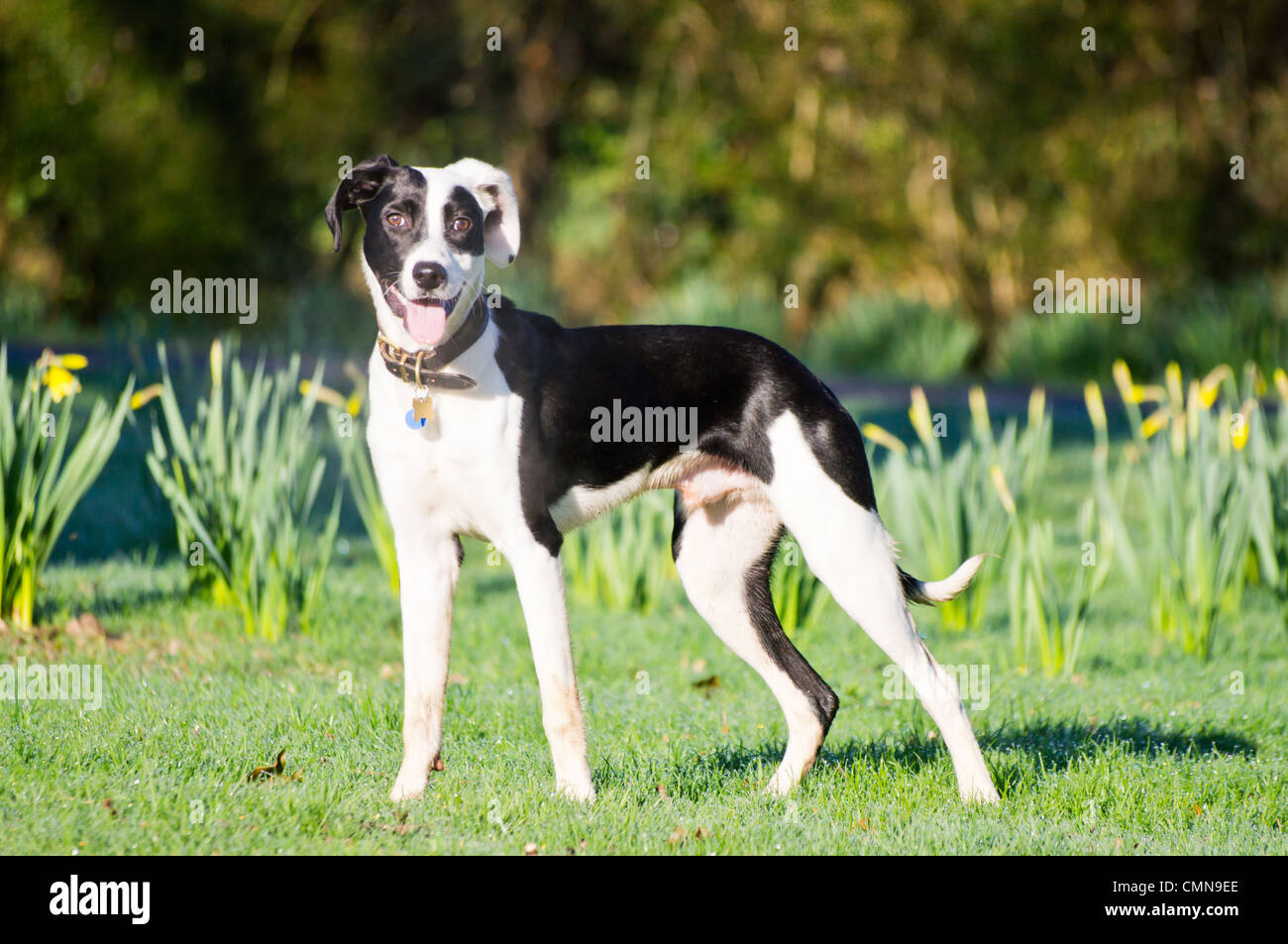 lurcher cross springer spaniel