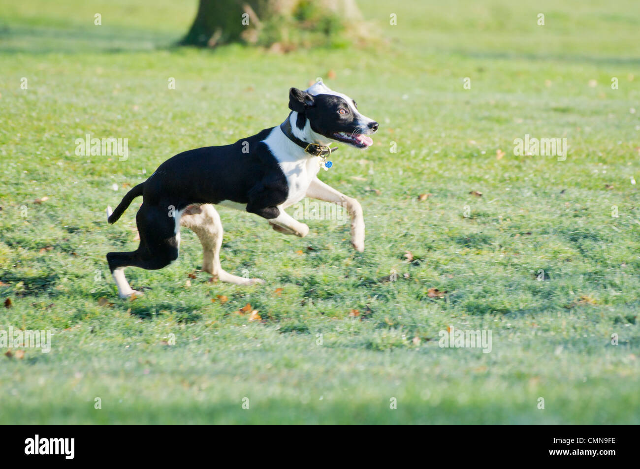 Young black and white Lurcher, spaniel cross sprinting across a field. Stock Photo