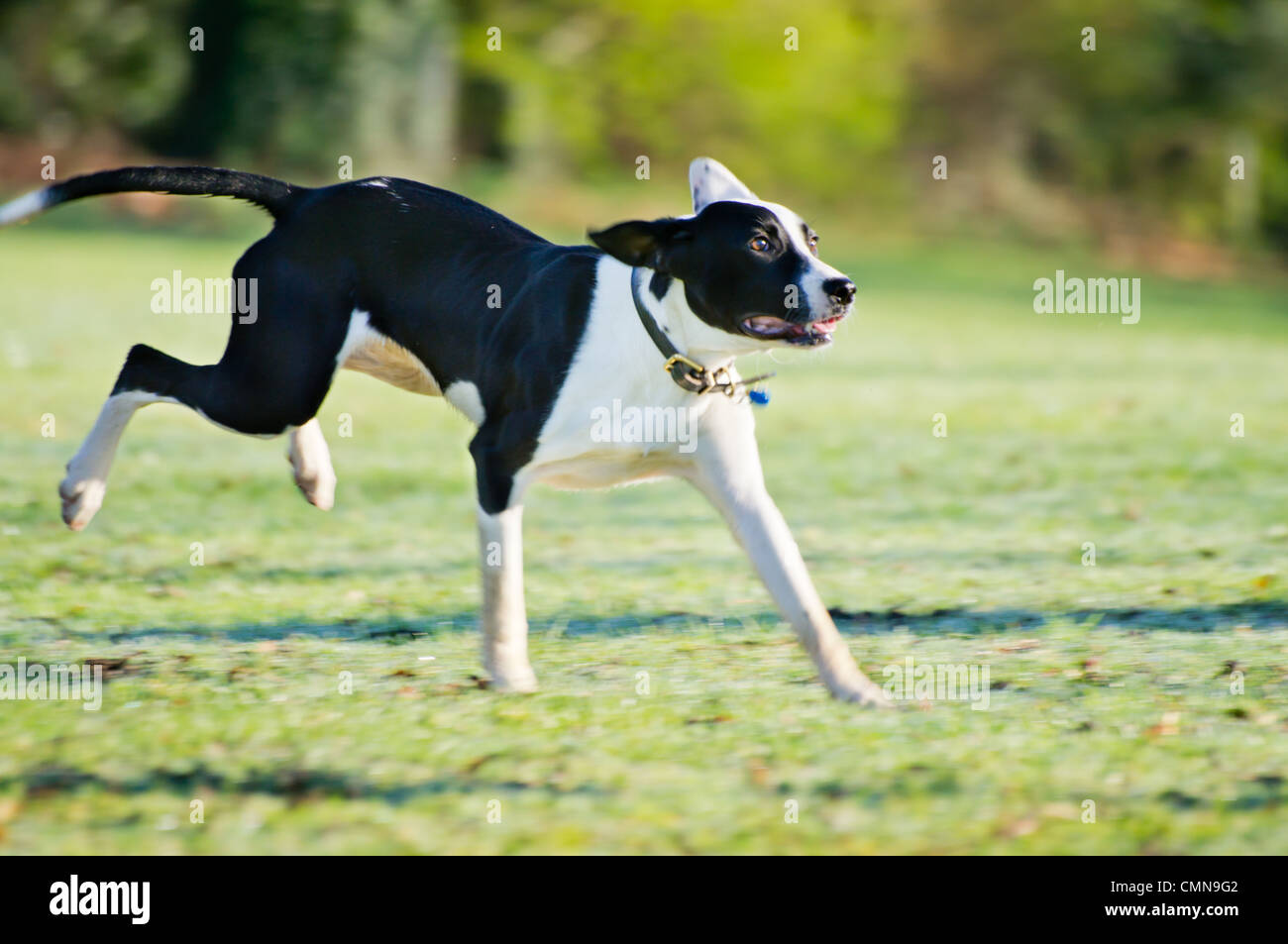 Young black and white Lurcher, spaniel cross sprinting across a field. Stock Photo