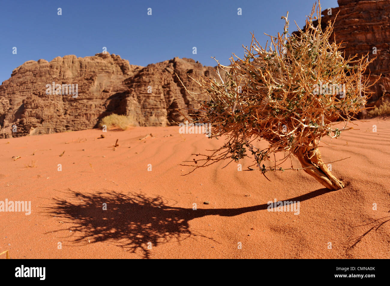 bush-in-harsh-desert-conditions-stock-photo-alamy