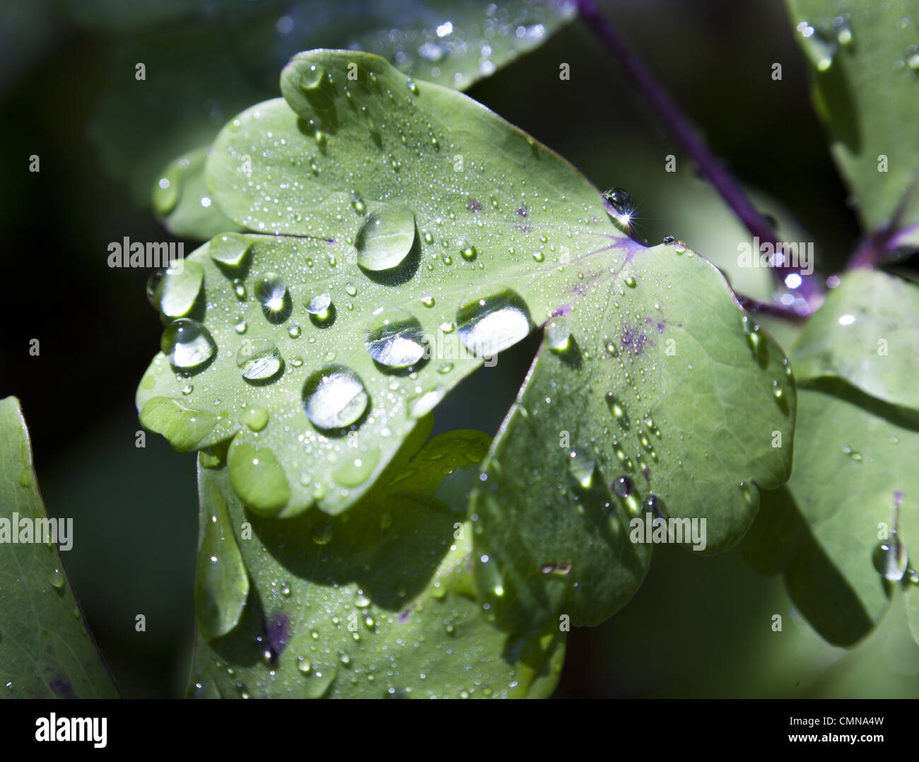 Water droplet, leaf, spring, summer, nature, macro Stock Photo