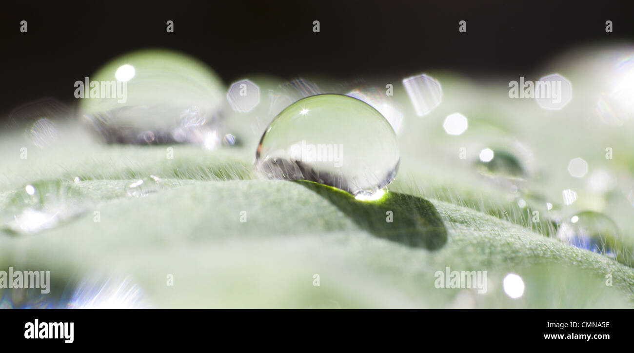 Water droplet, leaf, spring, summer, nature, macro Stock Photo