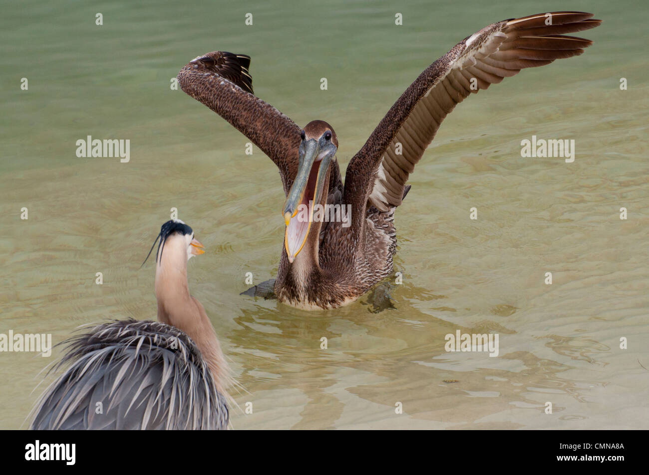 An immature Pelican confronting a Great Blue heron. Stock Photo