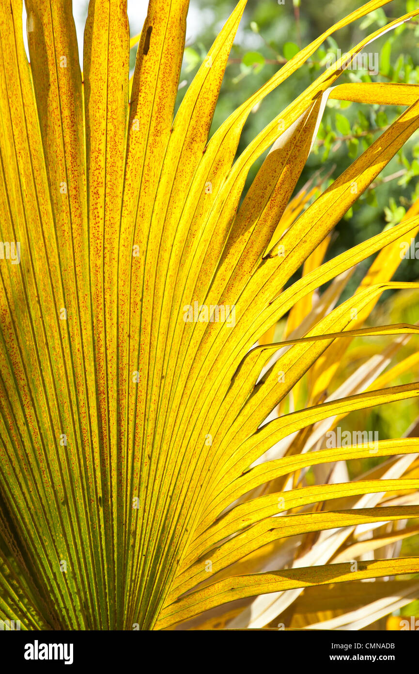 Bright yellow palm leaves in a botanical garden on Kauai, Hawaii. Stock Photo