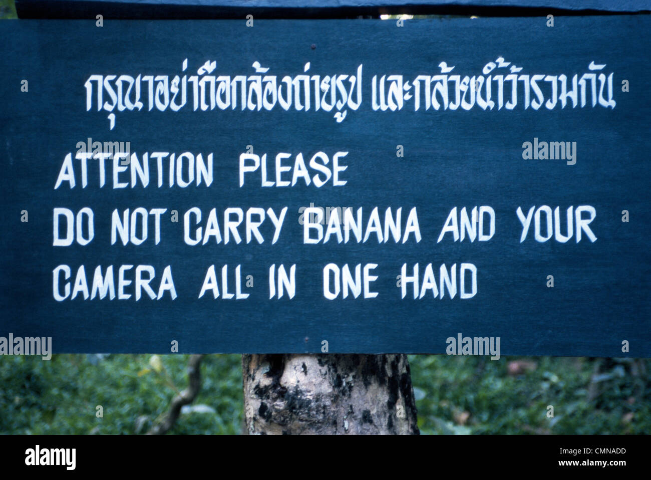 A sign in Thai and English warns tourists that elephants may grab cameras instead of bananas at an Asian elephant training center in northern Thailand. Stock Photo