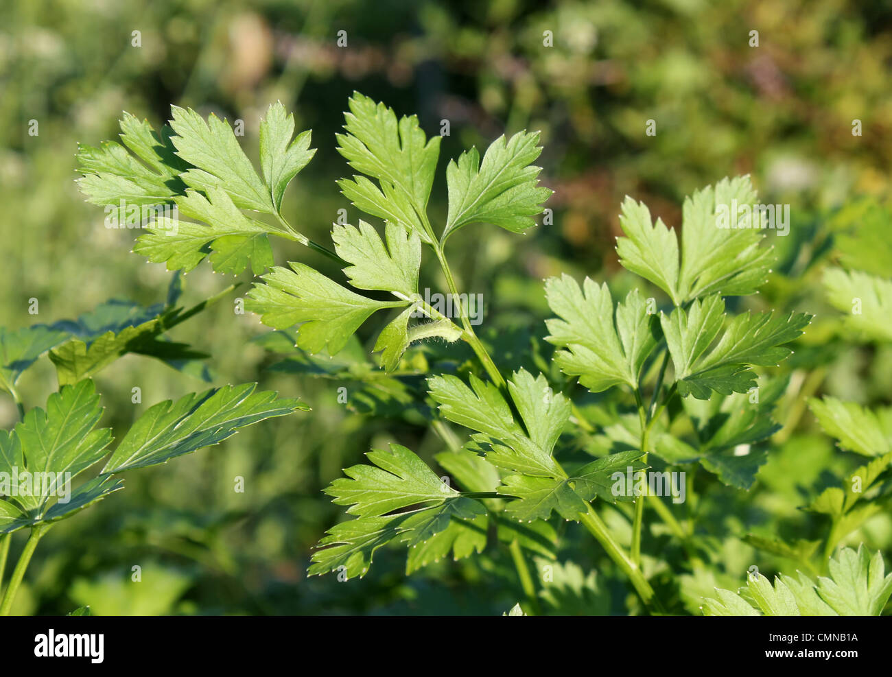 Close up of curlyleaved parsley by sunny weather Stock Photo Alamy