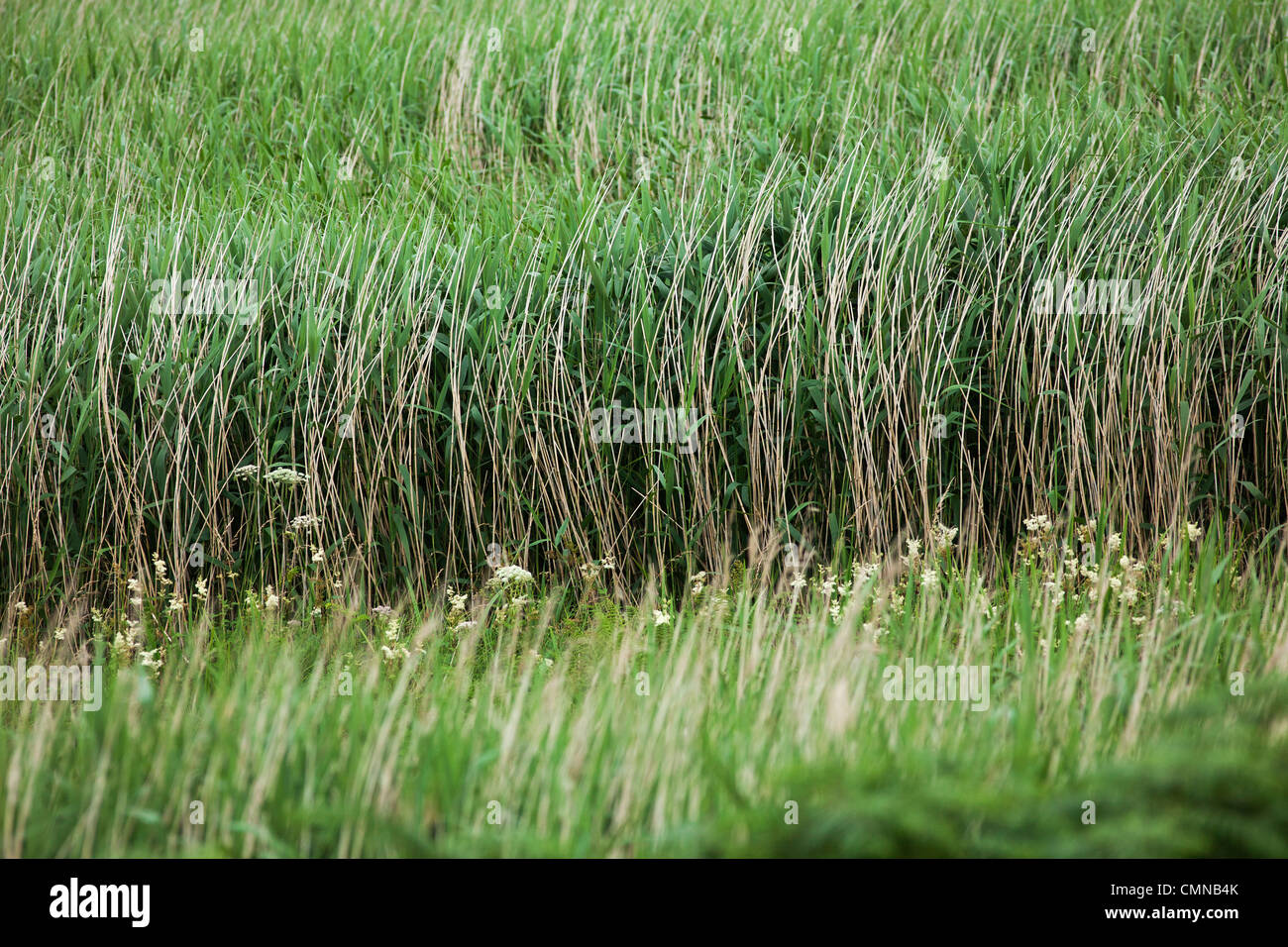 Mahair grass in outer hebrides hi-res stock photography and images - Alamy