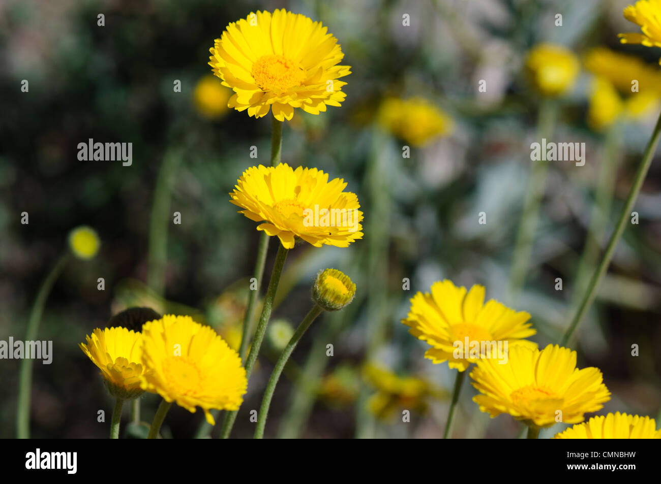 Desert Marigold flowers Stock Photo