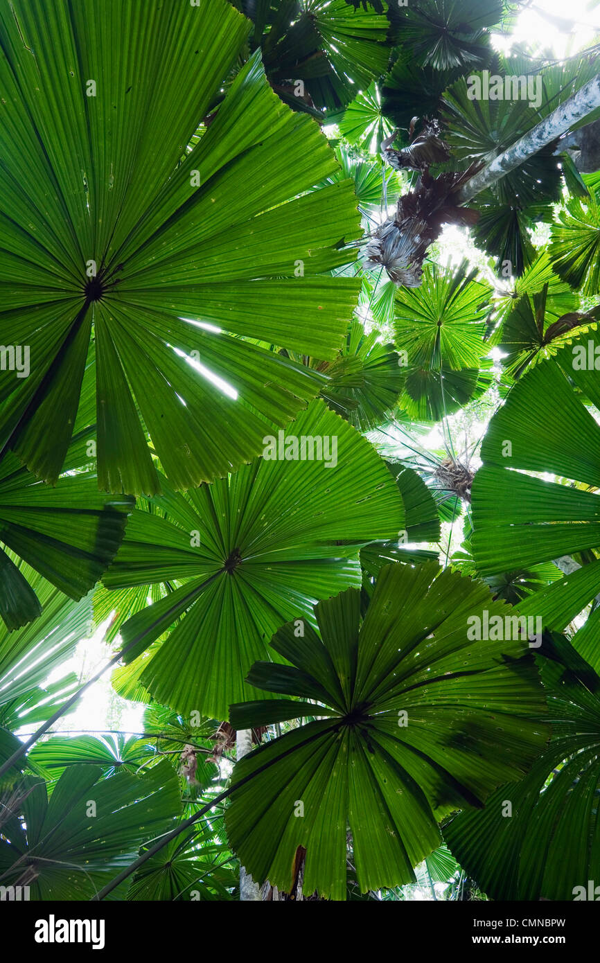 Licuala fan palm rainforest at Cape Tribulation, Daintree National Park, Daintree, Queensland, AUSTRALIA Stock Photo