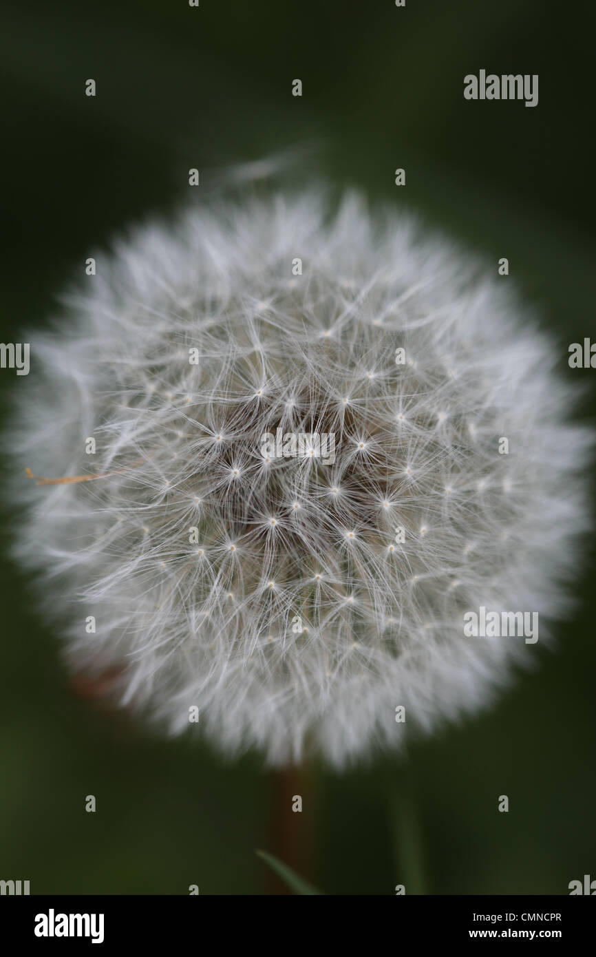 Dandelion fruiting or seed head. (Taraxacum officinale). Seeds waiting to be dispersed by the wind. Stock Photo
