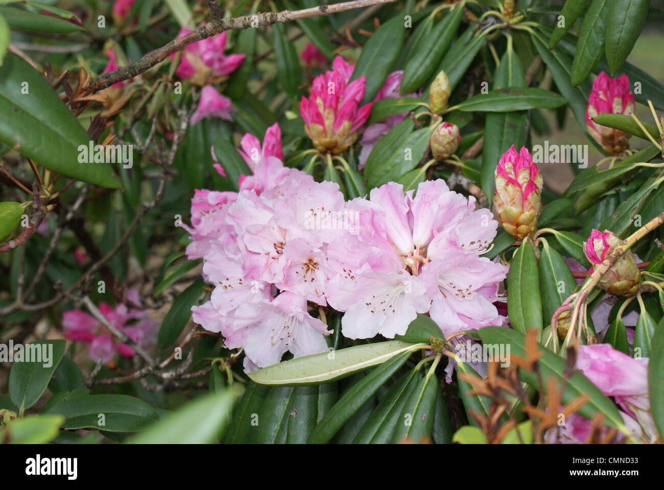 Pink Rhododendron bush. Stock Photo