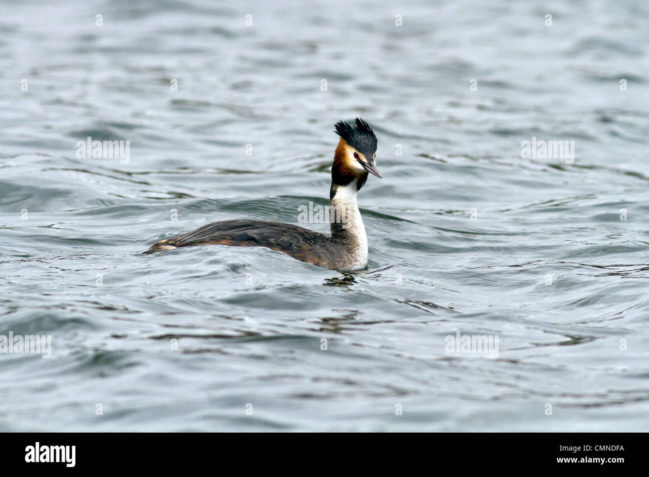 Grieve Bird Grebe water bird hi-res stock photography and images - Alamy