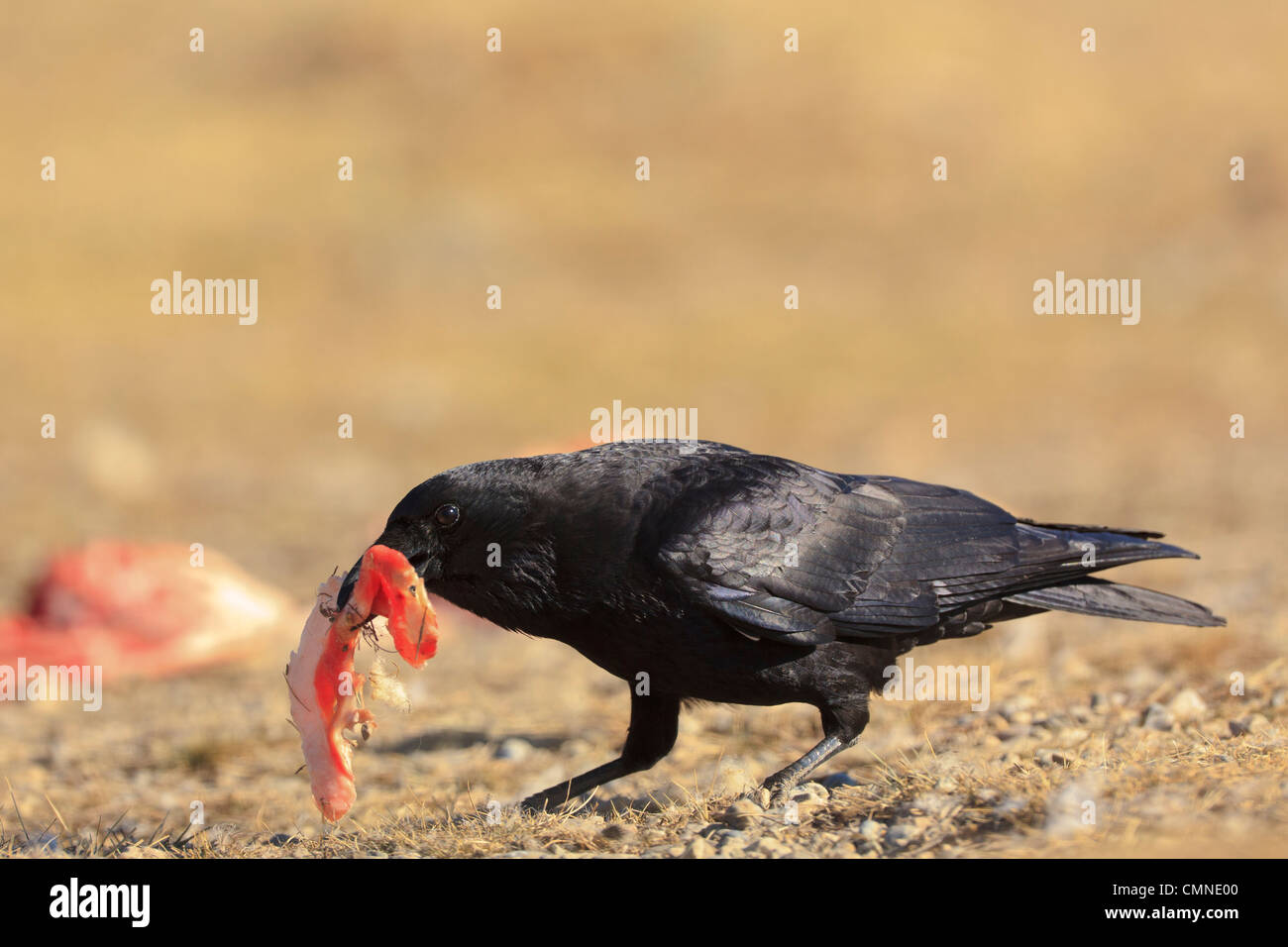 Crows Eating High Resolution Stock Photography and Images Alamy