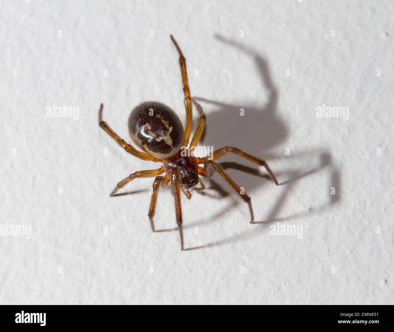 FALSE WIDOW SPIDER (Steatoda nobilis) in home, West Sussex, UK. Stock Photo