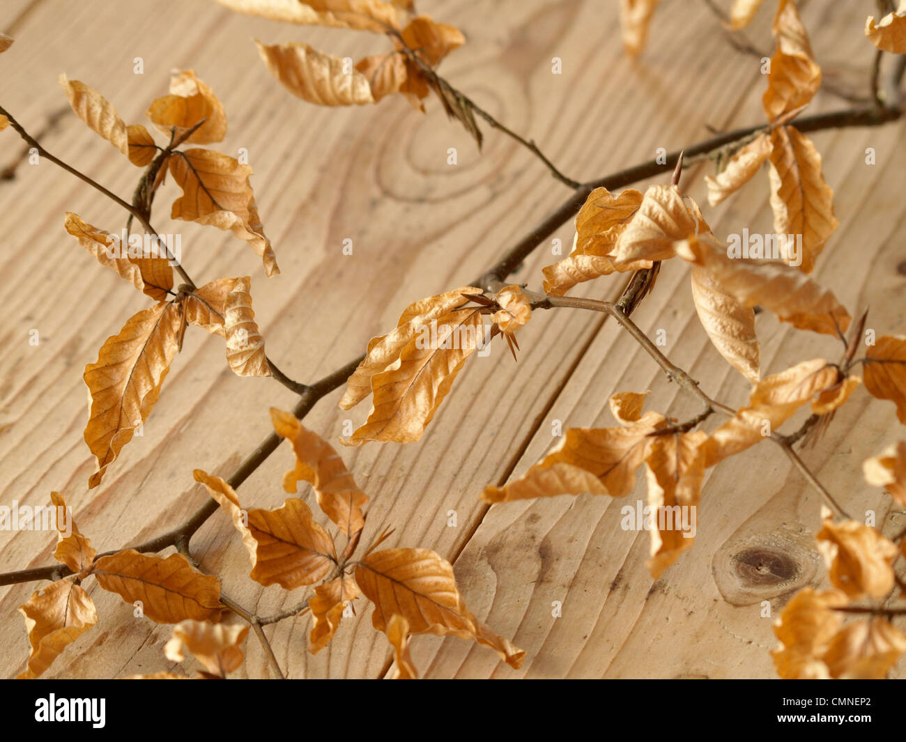 autumnal beech branch with leaves on a board / herbstlicher Buchenast mit Blättern auf Holzbrett Stock Photo