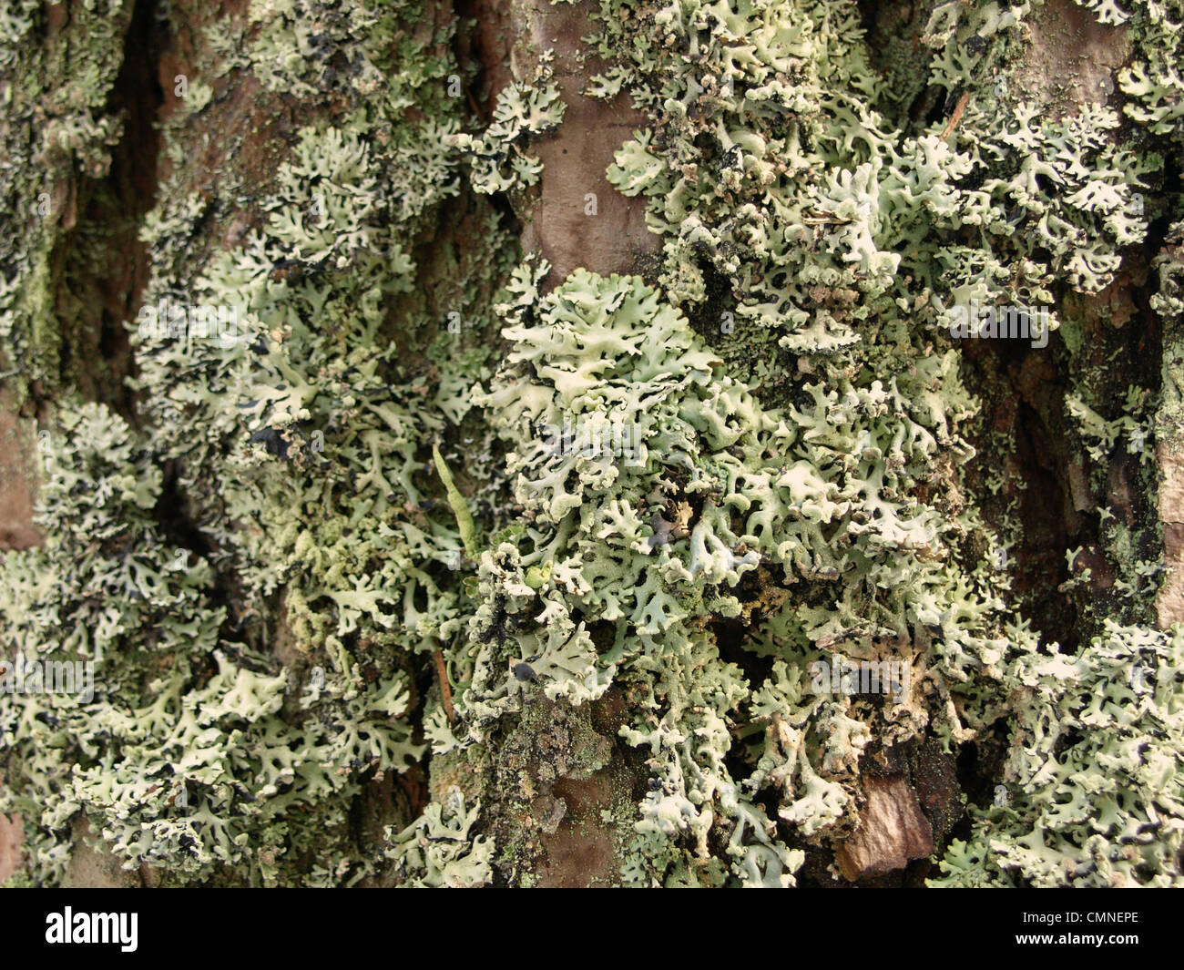 Net-marked parmelia, shield lichen on a bark of a pine / Schüsselflechten, Sulcatflechten an der Rinde einer Kiefer Stock Photo
