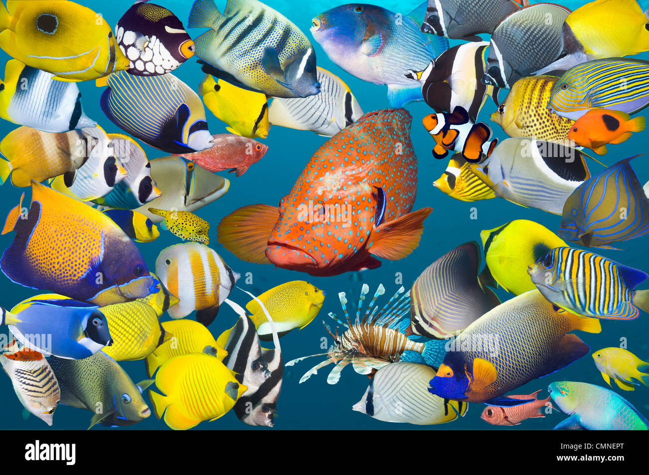 Montage of colourful tropical reef fish, with a Coral hind in centre. Stock Photo