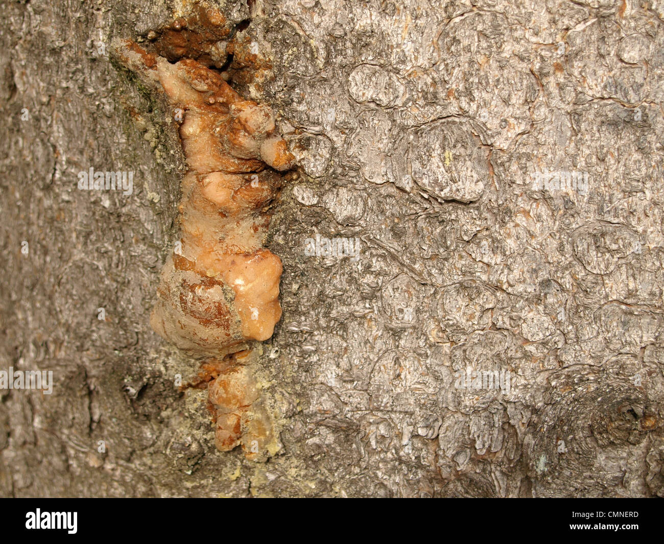 bark with resin from a norway spruce / Picea abies / Rinde mit Harz von einer gemeinen Fichte Stock Photo