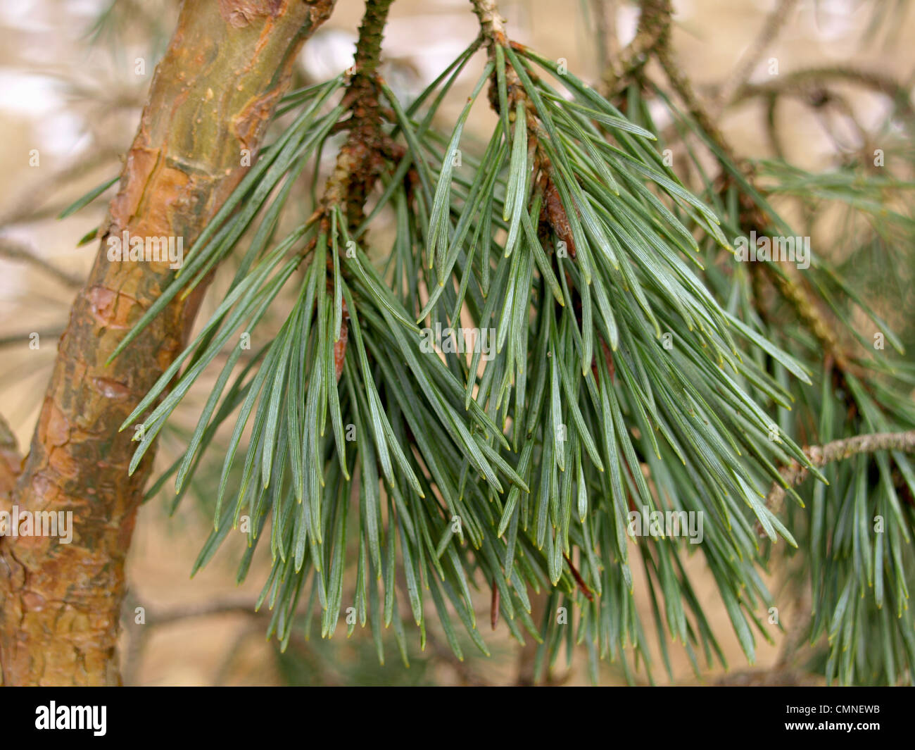 Pine, fir / Pinus / Kiefer Stock Photo