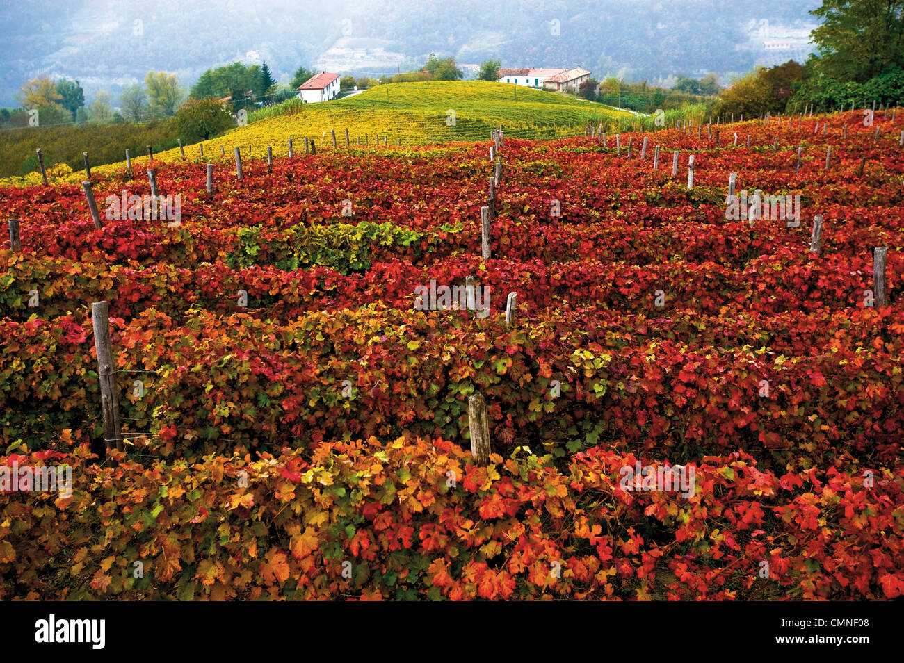 Italy Piedmont Langhe vineyards near Castino Stock Photo