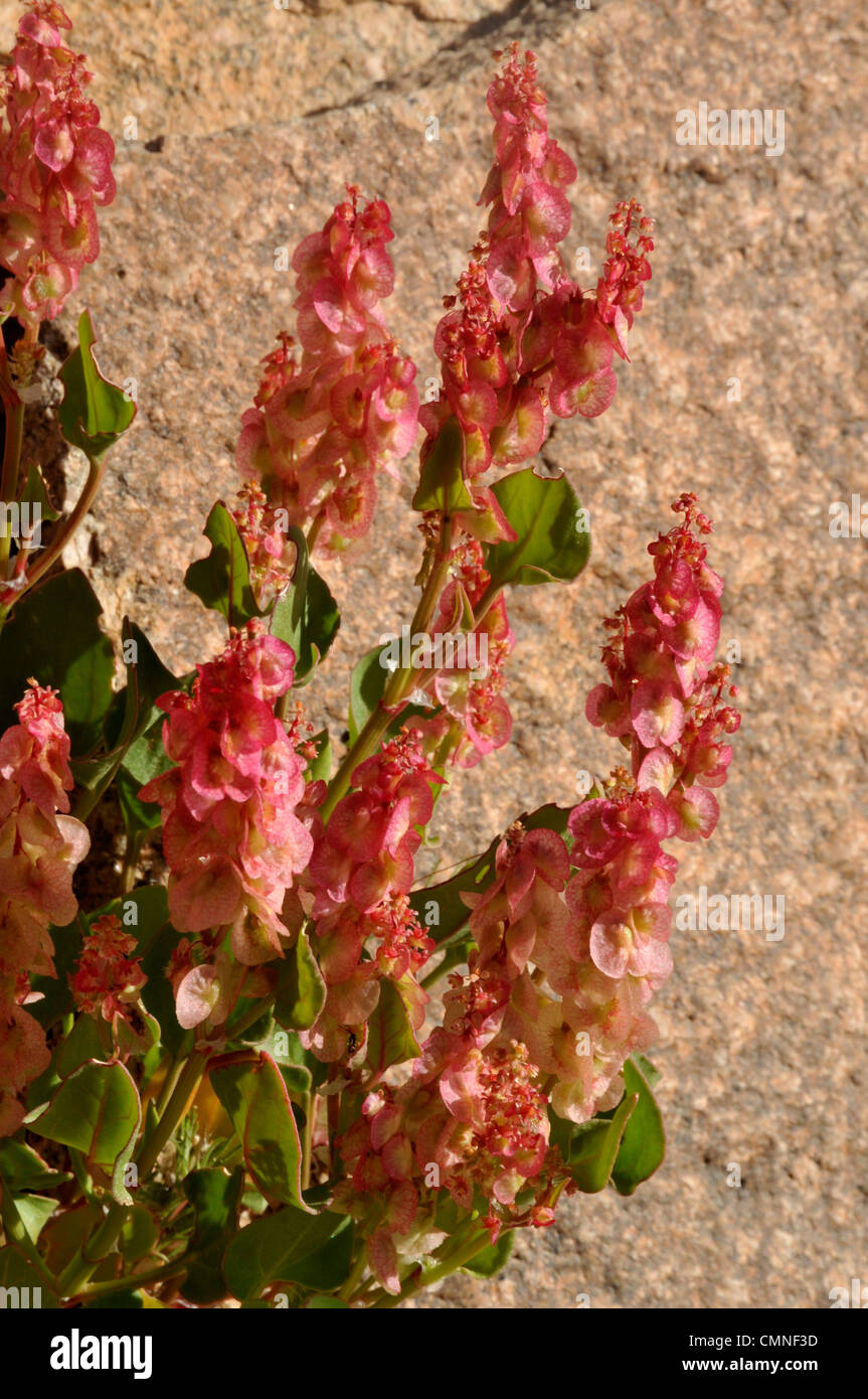 Middle East Roses Desert flowers middle east hi-res stock photography and images - Alamy