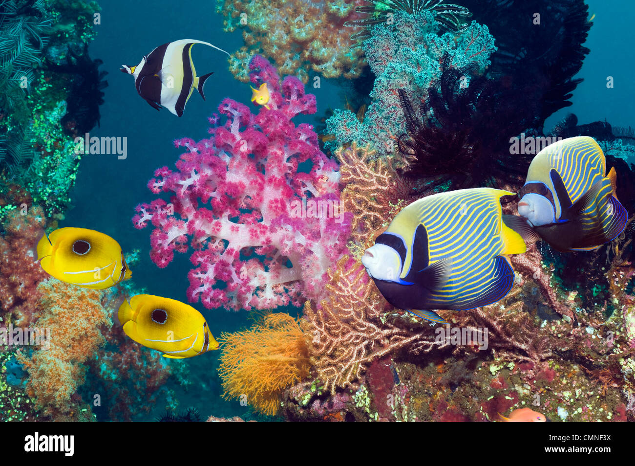 Emperor angelfish, Ovalspot butterflyfish and a Moorish idol swimming over coral reef with soft corals. Bali, Indonesia. Stock Photo