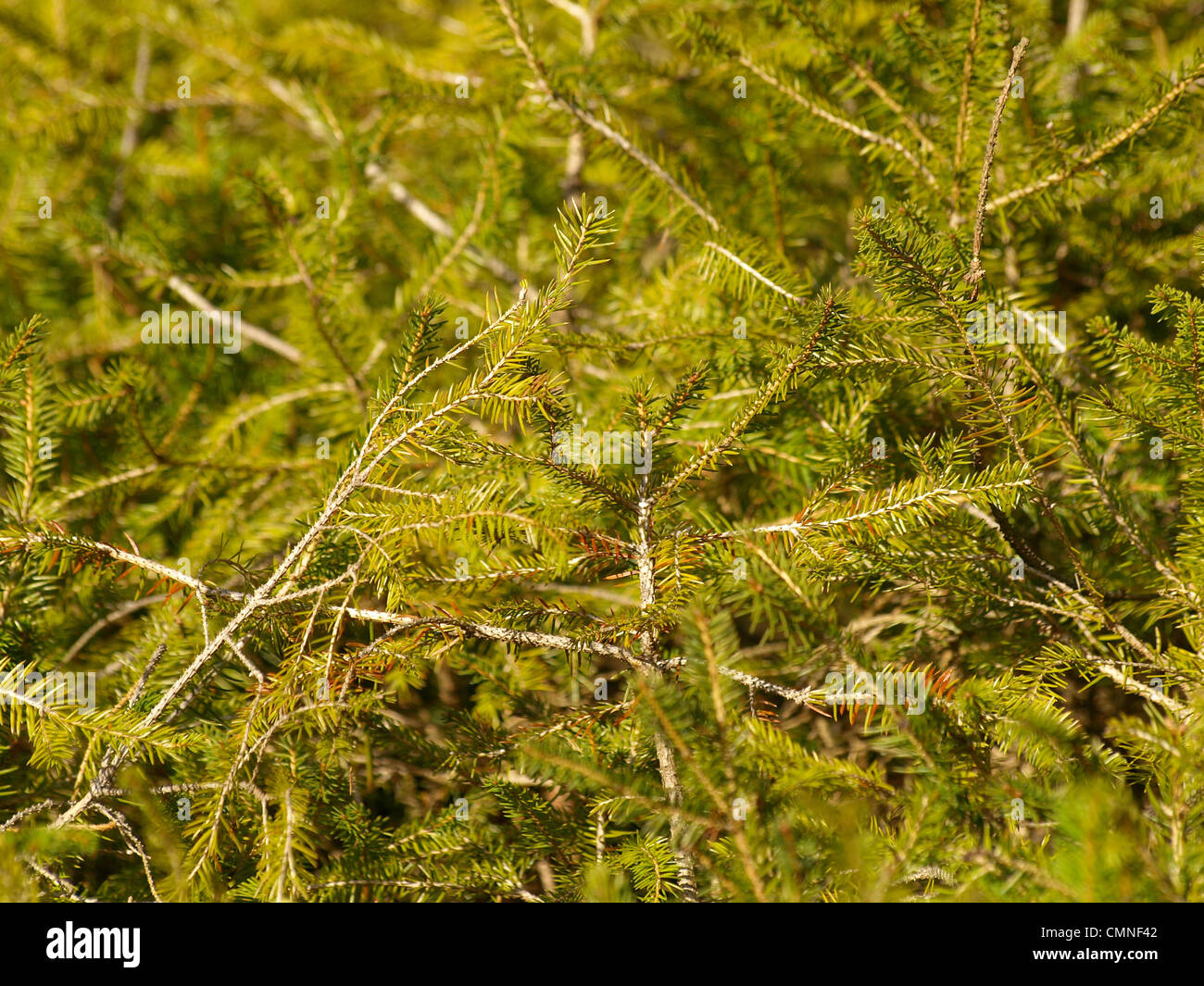 branches from a norway spruce / Picea abies / Äste einer gemeinen Fichte Stock Photo