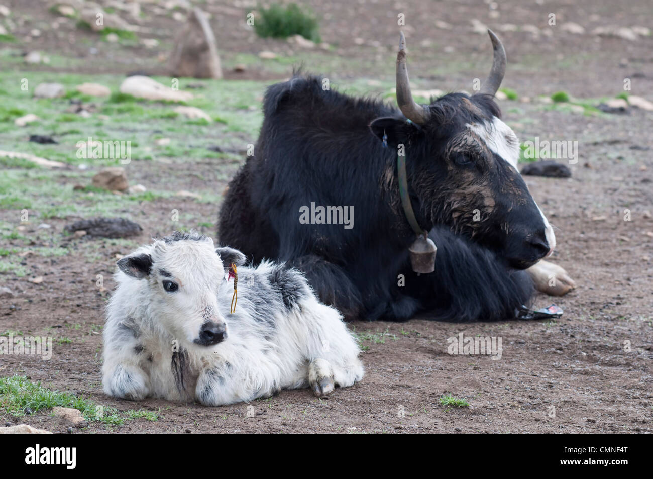 Yak mother and a baby in a high-altitude nomad camp in a mountain valley near Lo Manthang. Stock Photo