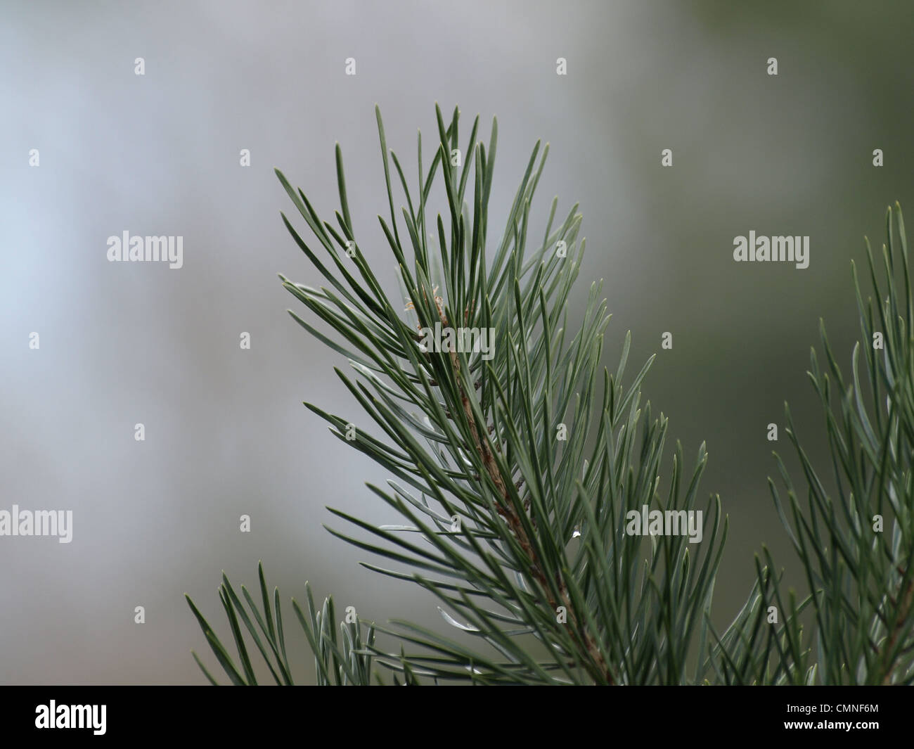 Pine, fir / Pinus / Kiefer Stock Photo