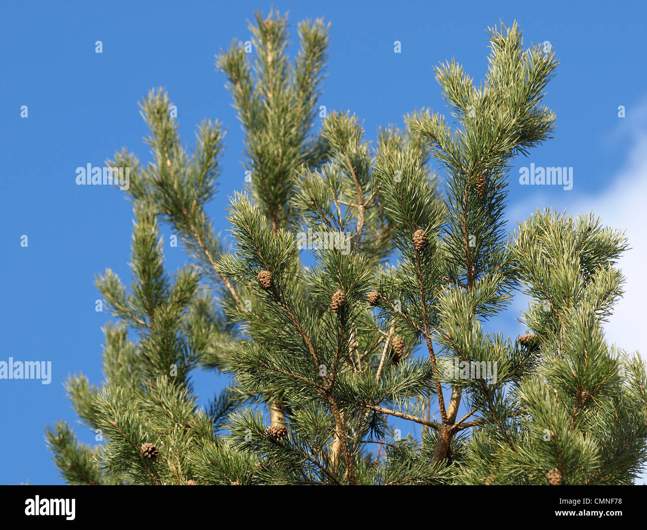 Pine, fir / Pinus / Kiefer Stock Photo - Alamy