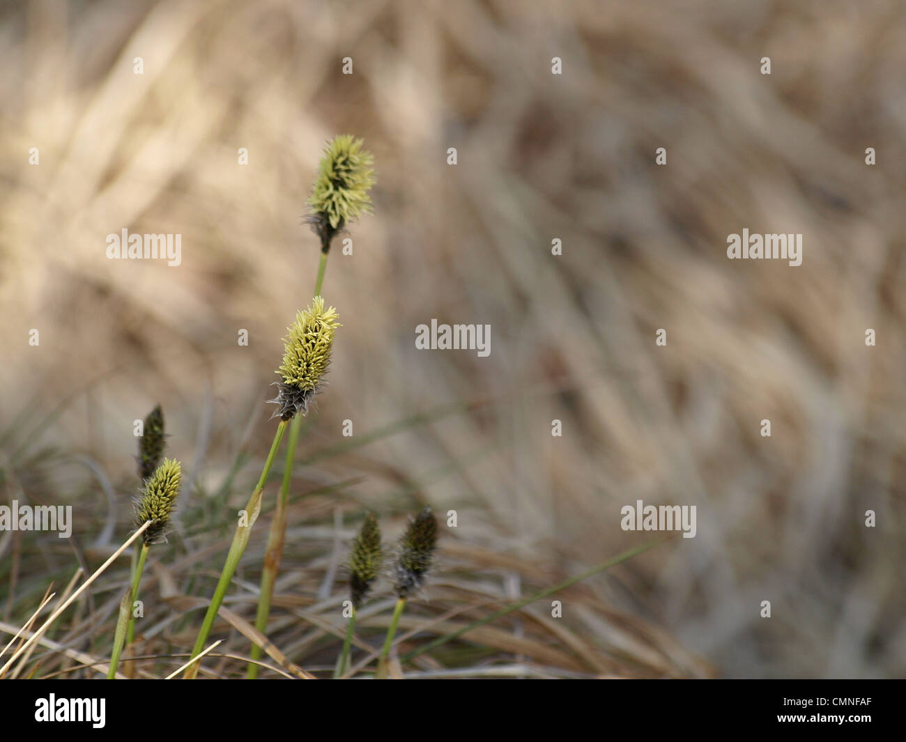 florescence from Hare´s-tail Cotton grass / Eriophorum vaginatum / Scheiden-Wollgras Stock Photo
