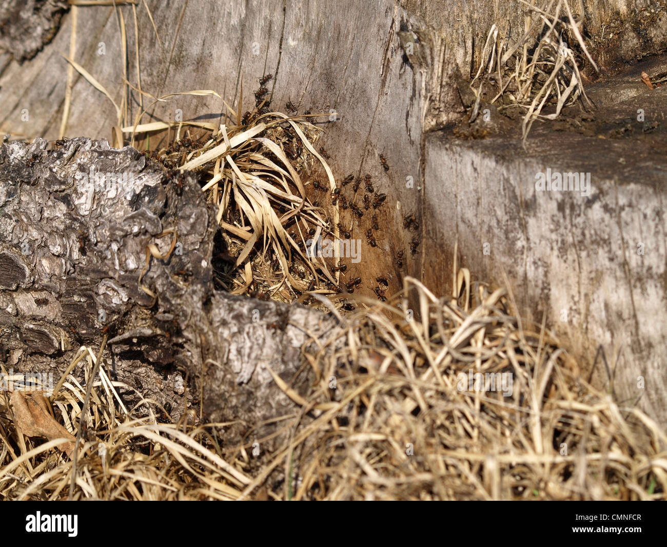 Southern wood ants behind a bark from a stump / Rote Waldameisen hinter Rinde eines Baumstumpfes Stock Photo