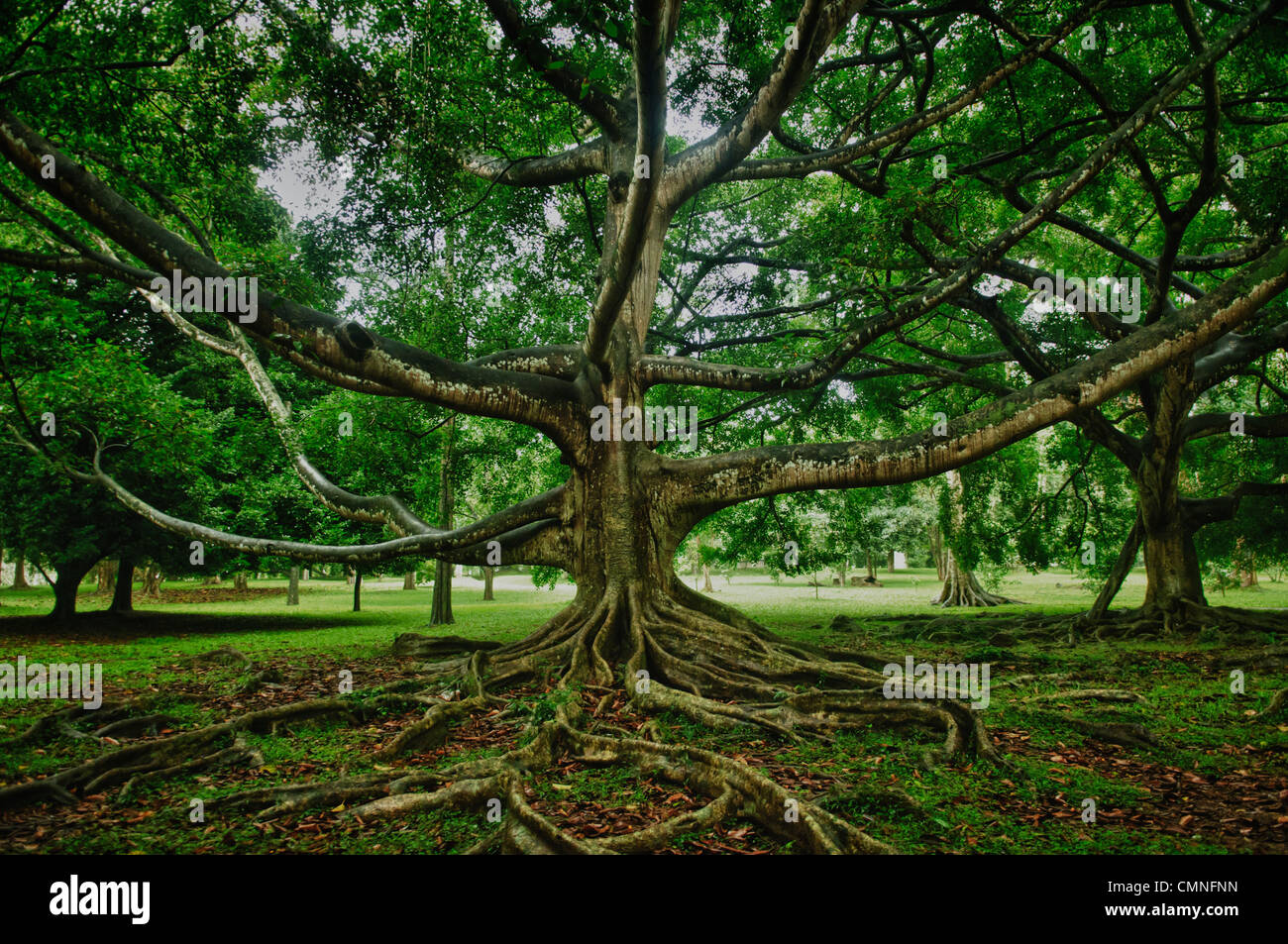 giant fig tree (ficus religiosa) in Kandy, Sri Lanka Stock Photo