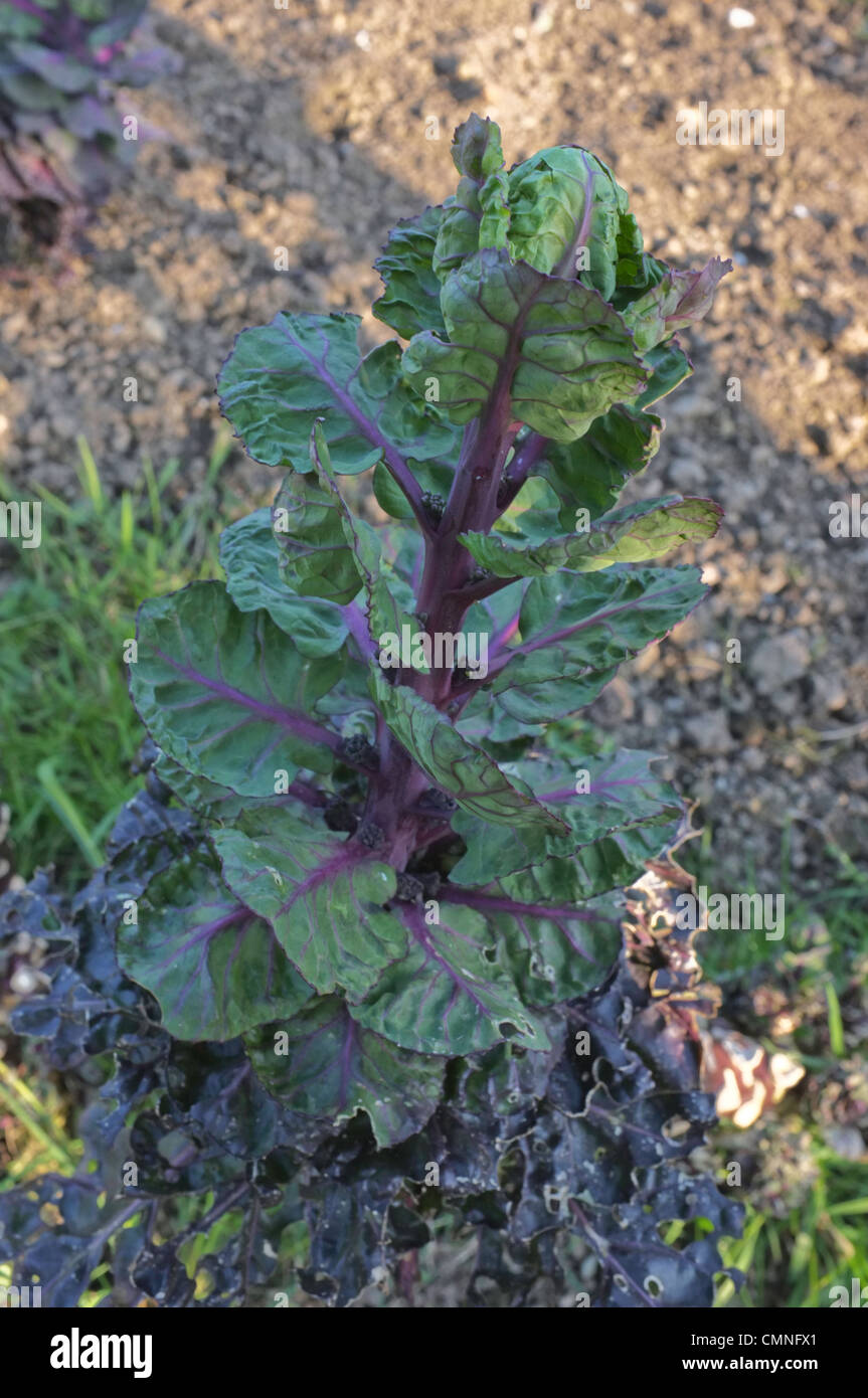 A Red/Purple Brussels Sprout plant going to seed Stock Photo