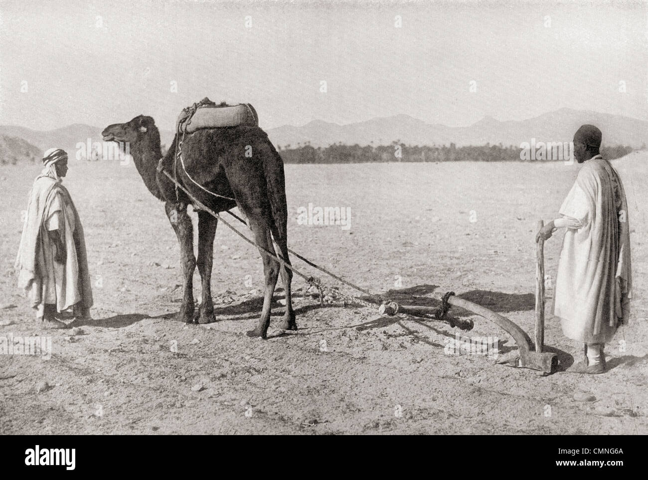 A camel plow being used in Algiers, Algeria, North Africa, in the early 20th century. Stock Photo