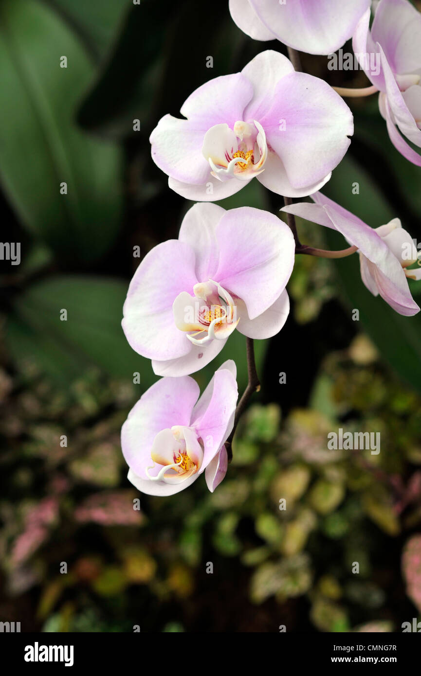 Cluster of pink orchids hi-res stock photography and images - Alamy