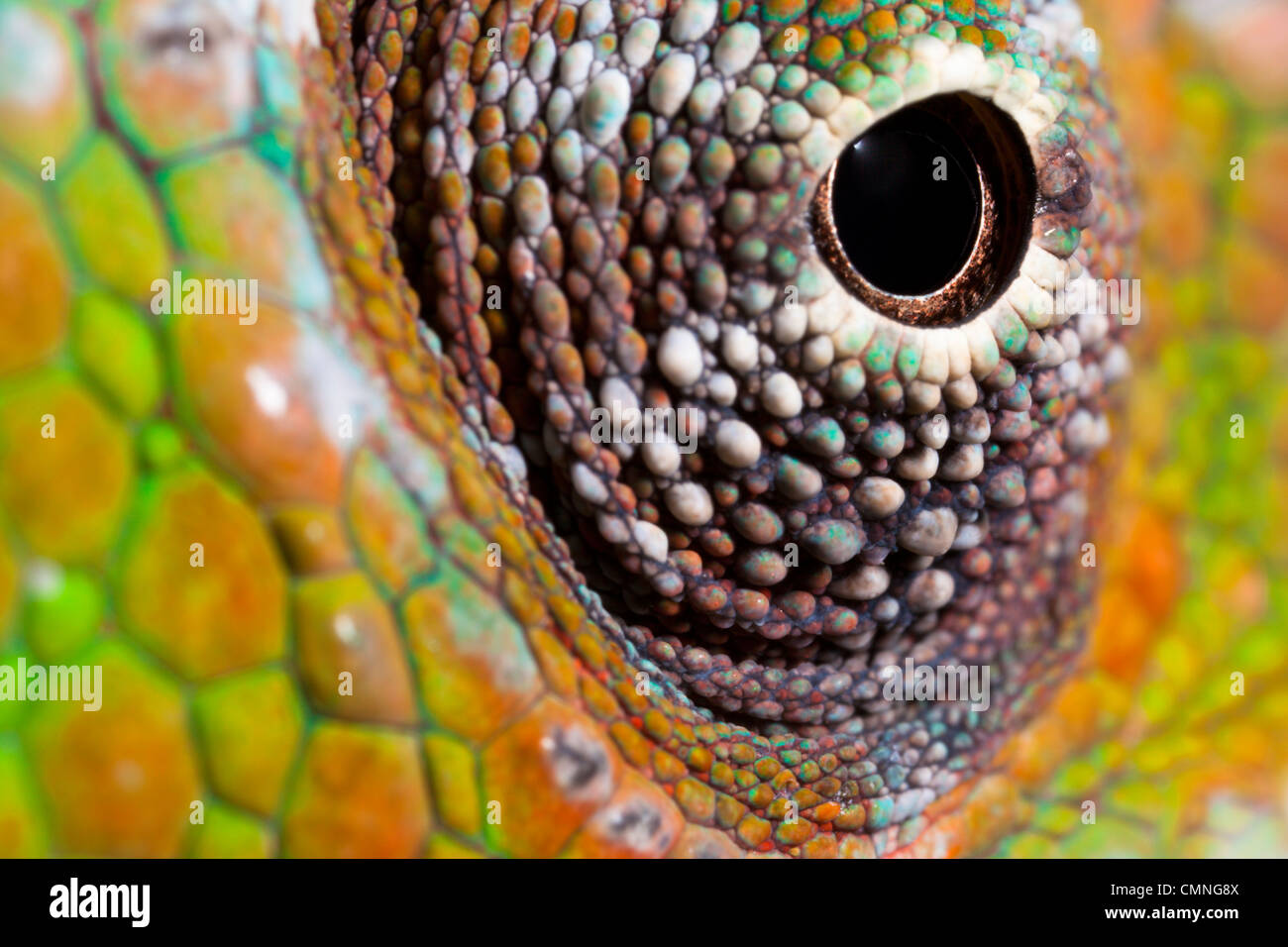 Panther Chameleon (Furcifer pardalis) close-up of eye. Masoala Peninsula National Park, north east Madagascar. Stock Photo