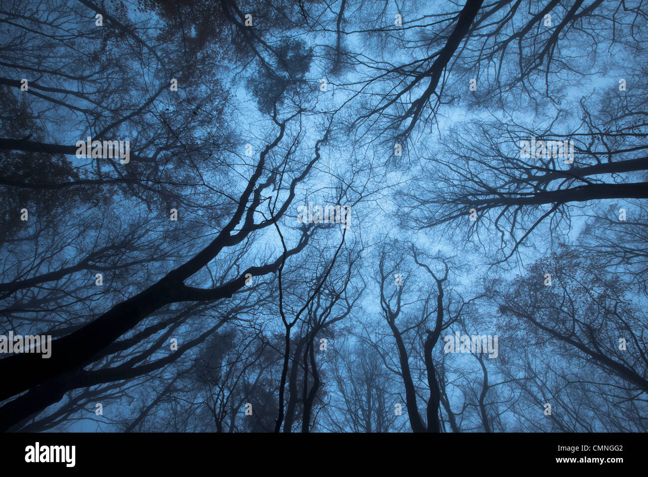 Looking up through a Beech wood canopy (Fagus sylvatica) in winter, Peak District National Park, Derbyshire, UK. Stock Photo