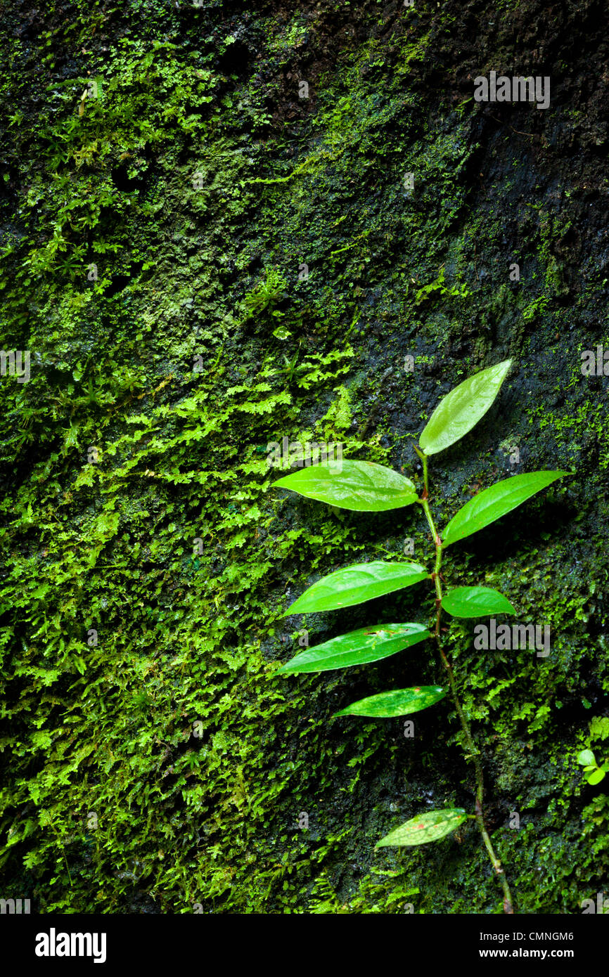 Vine creeping up mossy tree trunk towards light. Danum Valley, Sabah, Borneo, Malaysia. Stock Photo
