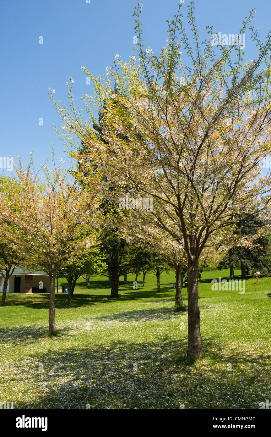 High park cherry blossom hi-res stock photography and images - Alamy