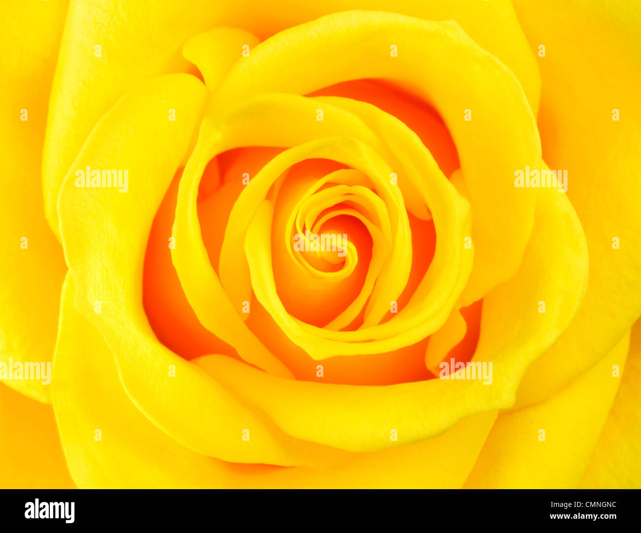 Macro of Perfect Yellow Rose Flower. Flower fills the whole frame Stock Photo