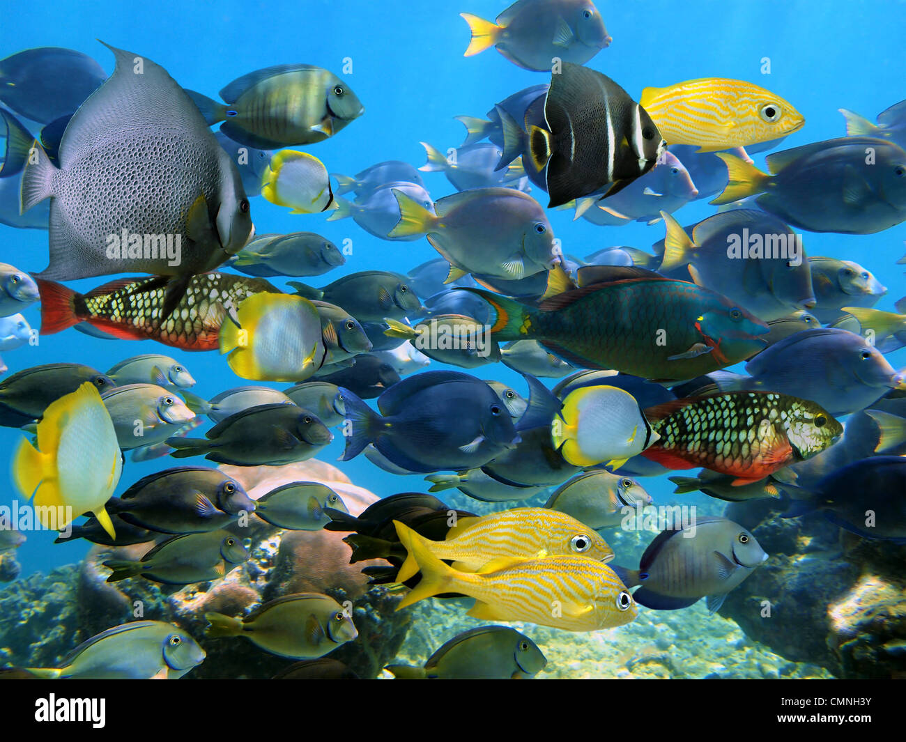 Colorful tropical fish school underwater in the Caribbean sea, Mexico Stock Photo